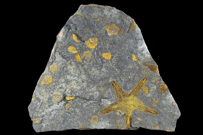 Starfish And Edrioasteroid Plate - Morocco #116850